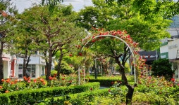 목포 장미의 거리 5만 송이 장미 만개