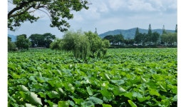 무안연꽃축제 7월20일 개막…회산백련지, 나흘간 화양연화