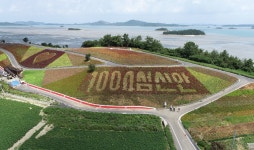 신안 병풍도 1억4백만 송이 맨드라미꽃 형형색색 손님맞이