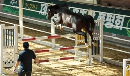 한국마사회, 국산 승용마 슈퍼루키 선발…‘Young Horse Cup’ 개최