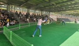 진도개 도그(Dog) 스포츠 진도개테마파크서 연중 운영