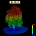 구리시, 아천동 은행나무 수령 931년으로 확인