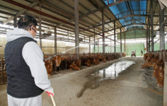 고심 깊어지는 한우농가…가축전염병에 경영난·통상문제까지