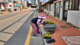 임실읍, 도로변에 봄꽃 2,600본 식재…“방문의 해 산뜻한 첫인상”