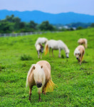 이천시, “수도권 알프스”...말산업특구 자부심 