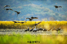전봇대가 사라진 순천, 흑두루미와 시민 모두 안심하는 도시로