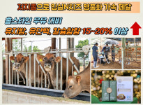 임실군, 저지종 도입 확대…임실N치즈 명품화 속도