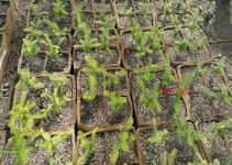 한라산 구상나무 종 복원 추진