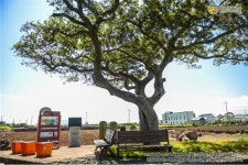 이장님이 알려준 숨은 명소는?...마을관광 프로젝트 종달리편