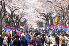사랑 벚꽃 가득한 전농로의 봄날...전농로 왕벚꽃 축제 개최
