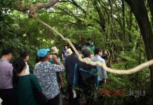 제주 곶자왈 내 뿌리는 어디?