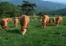 제주시, 보들결 한우 명품농가사업 추진