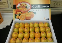 올해 하우스감귤 가온시기, 신중히 결정해야