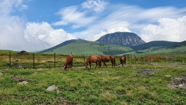 제주조릿대 관리방안 연구, 4년 차 용역보고회