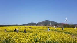 가시리 유채꽃광장 방역관리 강화