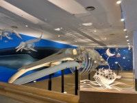 민속자연사박물관, 제주의 고래 운영