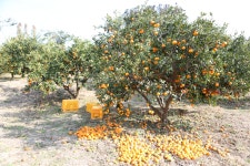 극조생 가공용감귤 미리 시장격리