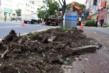 가로수 학살이 15분 도시 시작인건가