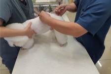 제주시, 하반기 동물병원 운영실태 점검