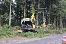 비자림로 삼나무 벌목 돌입... 환경 저감책은 기만이냐