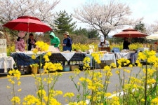 서귀포의 봄 서귀포유채꽃축제 개최
