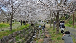 예래사자마을 봄꽃나들이 행사 개최