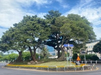 제주도청 제2청사 앞 보호수 녹지공간 새단장