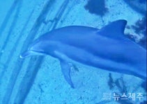 제주 돌고래 스스로 찾은 자유