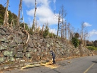영천동, 토평공업단지 일대 도로변 수목 정리