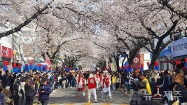 제19회 전농로 왕벚꽃 축제, 오는 27~29일 개최