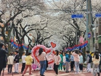 제19회 전농로 왕벚꽃 축제, 오는 27~29일 개최