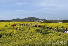 서귀포시, 제43회 서귀포유채꽃축제 개최