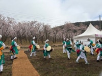 조천읍 선흘2리골체오름 벚꽃축제성황리에 마무리