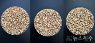 제주에 맞는 찰보리 3품종 선발