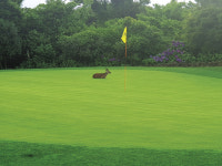 제주 에코랜드GC, 끊임없는 실험정신과 미생물자재로 12년 무농약 관리 수행중