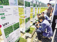 분리·교잡 육종 10종 품종보호 등록···고밀도·저항성·내한성 등 강점 뚜렷