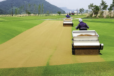 [기누카사의 잔디관리 기초 20] 그린배토 목적은 원활한 배수와 대취 분해