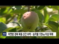어젯밤 경북 북동 산간 우박‥농작물 1천 ha 이상 피