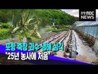 포항 죽장 과수 냉해 심각..25년 농사에 처음