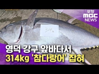영덕 강구 앞바다서 314kg '참다랑어' 잡혀