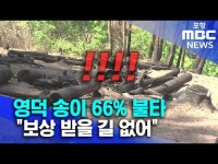 5/6용  영덕 송이 66% 불타..보상 받을 길 없