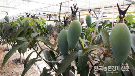 농신보, 지역농산물 팔아주기 캠페인