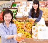 씨 없는 감 청도반시 첫 출하!