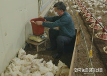 닭 무게 척 보면 압니다!...육계 체중예측 기술 개발