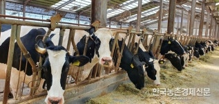 소·염소 구제역백신 효과 좋다!