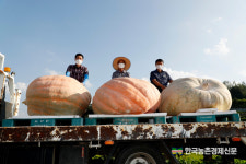 초대형 슈퍼호박 465kg 수확...국내 기록 화제