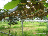 키위 최적 수확기 잘 맞춰야 품질 좌우