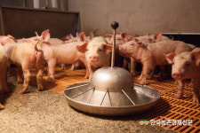 <속보>강원 화천 양돈농장 아프리카돼지열병 ASF 발생