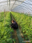 [농/사/현/장]토마토 농사 30년 김영섭 농가가 말하는 고품질 토마토 품종 추천 노하우?
