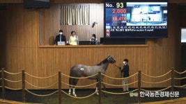 경주마 경매 낙찰률 23%에 그쳐... 말산업 불황 지속